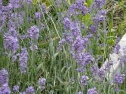 fleur_variee_20211127_2033727719